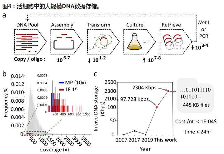 中国研究人员：细菌细胞的混合培养可实现经济的DNA大规模存储